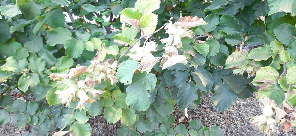 Продава се Земеделски имот в Шумен, Център -  кв.м за 3060 €/дка - Снимка #21