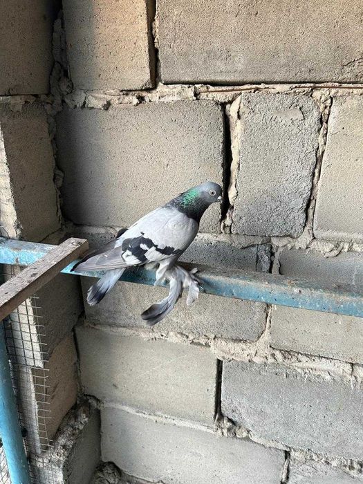 Голуби бойные разных мастей