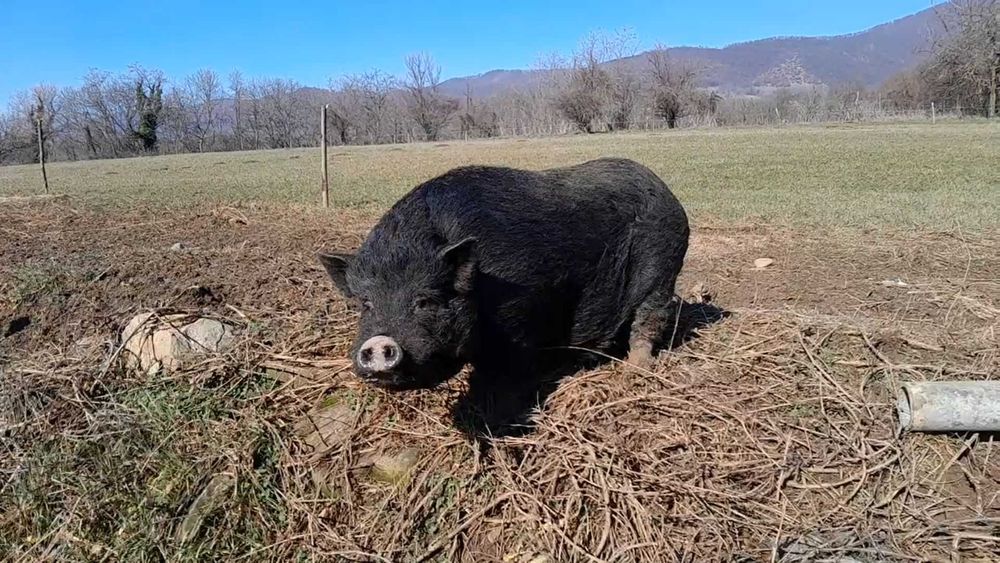 Продавам виетнамски прасета