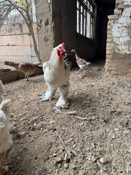 Куры БРАМА домашние