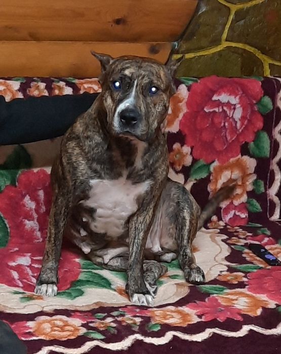 Отдам в хорошие руки