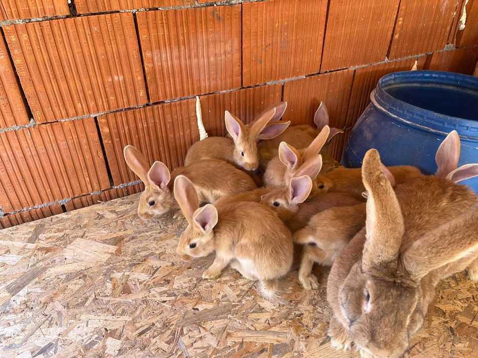 Iepuri uriaș german galben