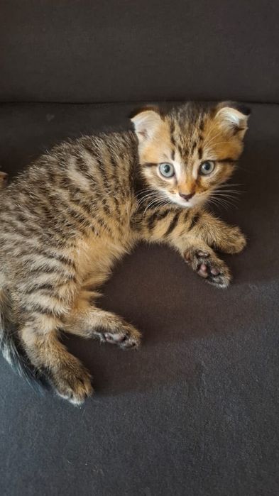 Котята вислоухие