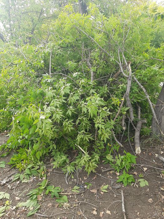 мы продаем древесину