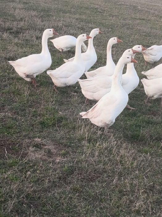 Gaste și gâscani rasa africana