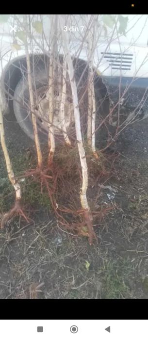 Vănd puieți tratați salcâm mestecă fag Brad molid plop pin Tei frasan