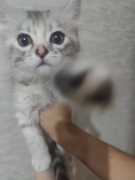 котенок девочка 2-3 месяца