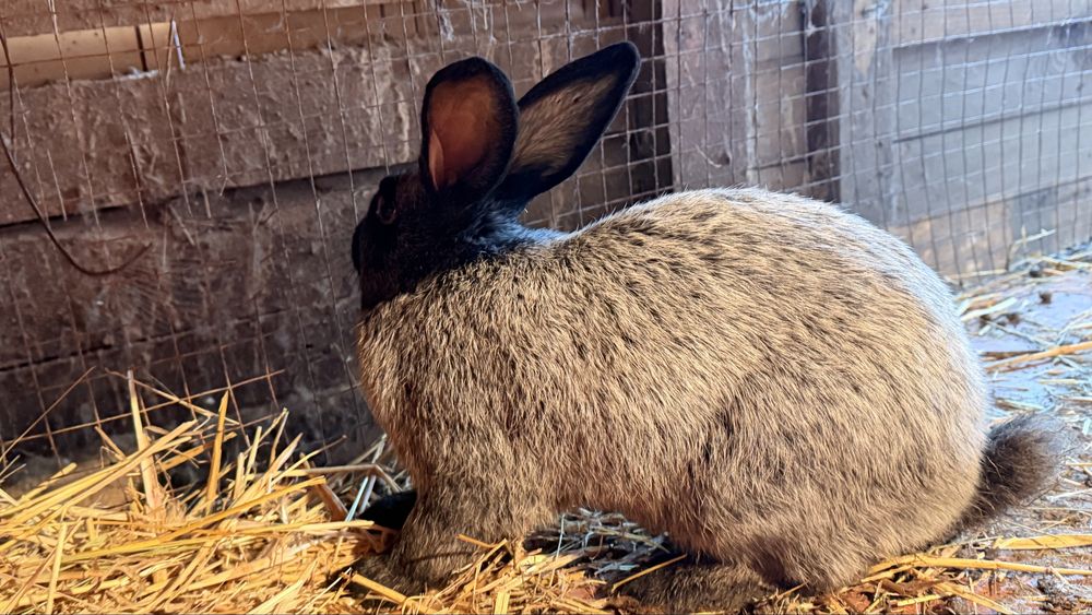 Кролики серебро