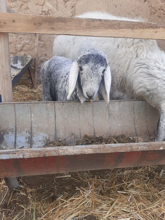 Ko'k ona bola Qirg'iziston qo'ylari