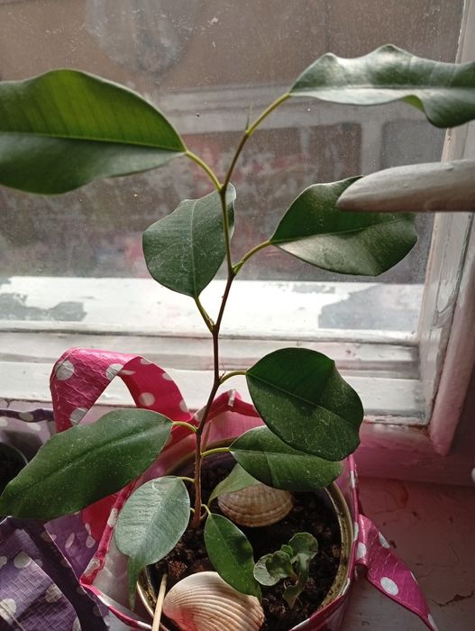 Фикус,молочай,кактусы