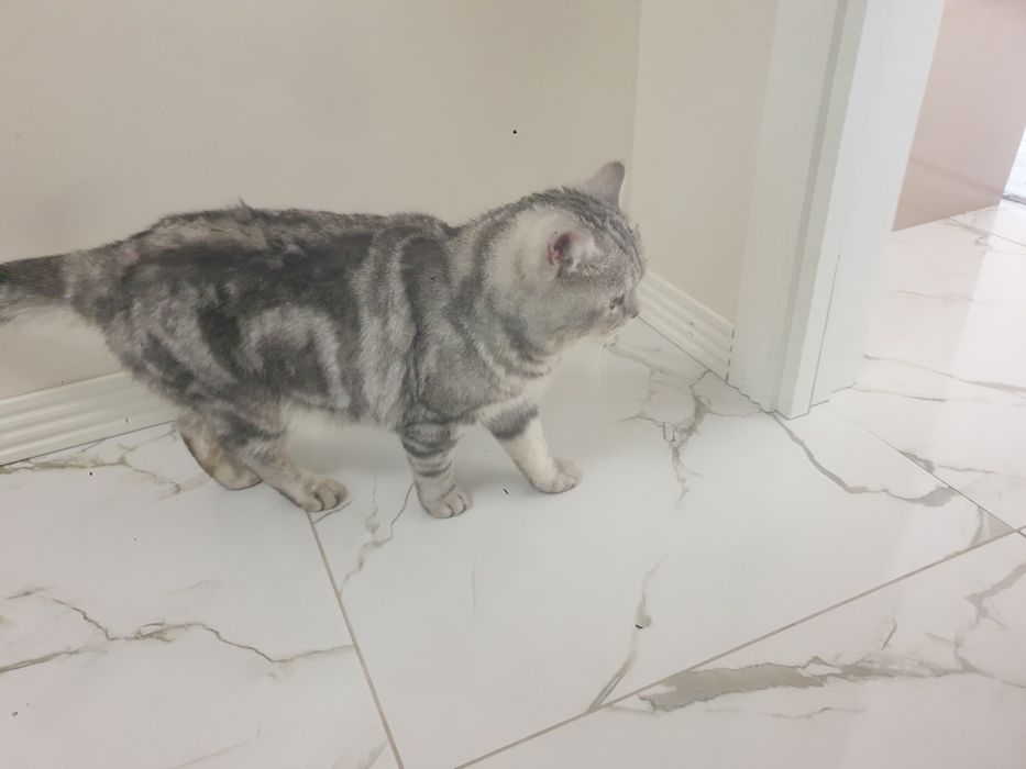 кошка парода британский