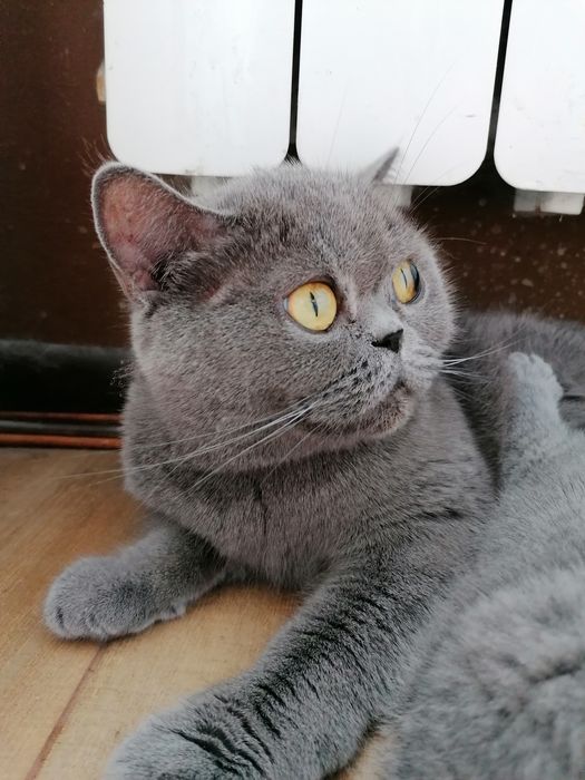 Британско късокосместо котенце