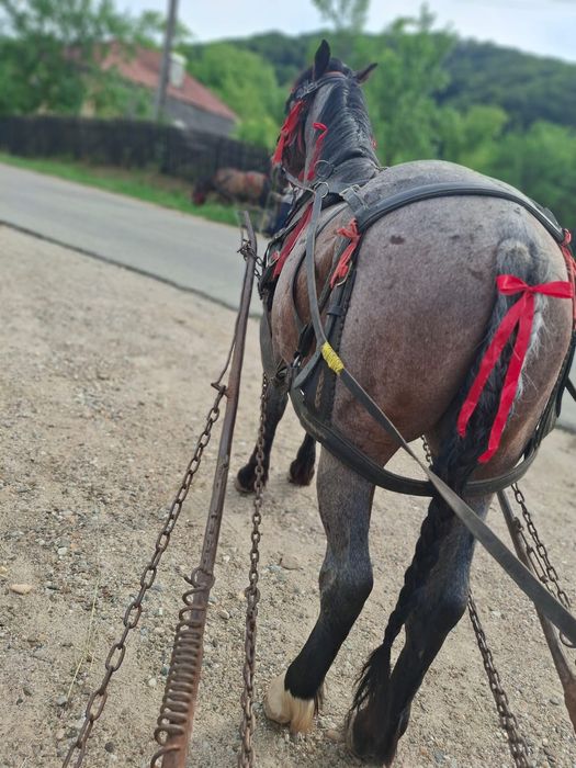 Cârlan de vanzare 3 ani și mânzat de 7 luni