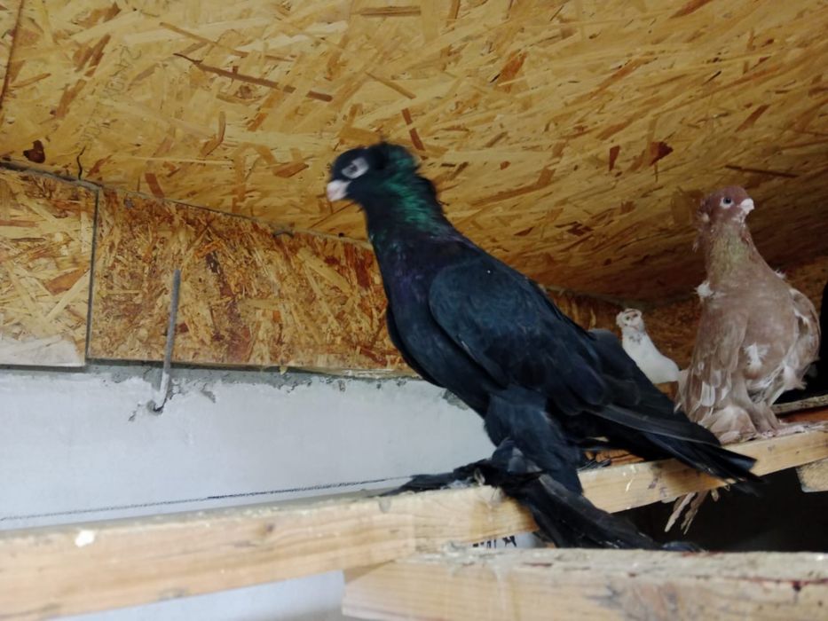 Продам   голубей