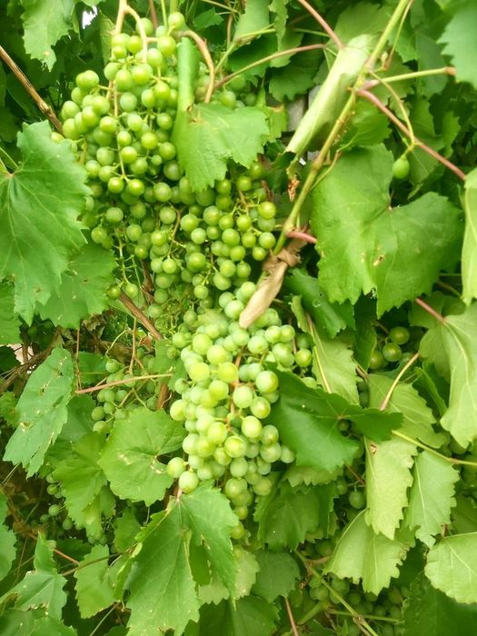 Дача в городе!!!