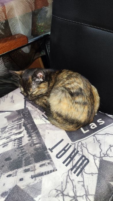 Отдам котёнка бесплатно