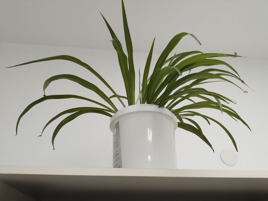 Комнатные цветы  продам