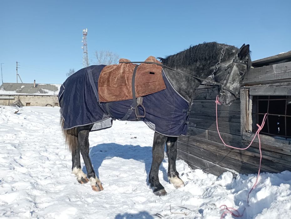 Продается Жеребец Орловец