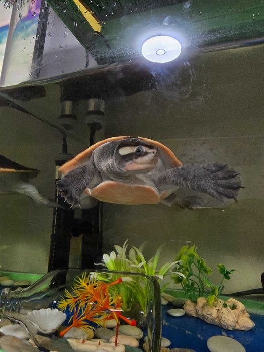 Уникална червенокоремна костенурка + аквариум и пълно оборудване.