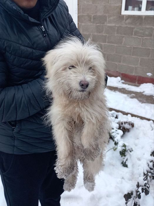 Продаётся маленький щенок