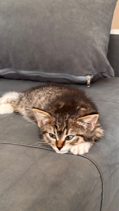 Котенок-девочка 2 месяца