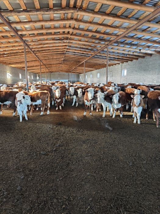 Ақбас подсостар сатылады. Ұрғашы.