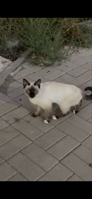 котенок бесплатно