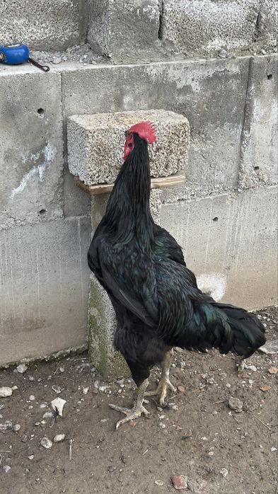 Гигант кора шахзода хурозлари