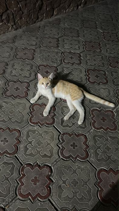 Кот бесплатно…..