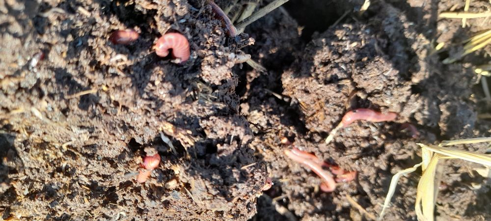 Калифорния чувалчаги