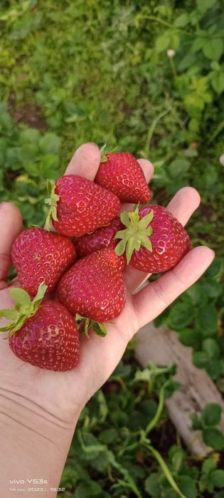 Саженцы Малины Клубники