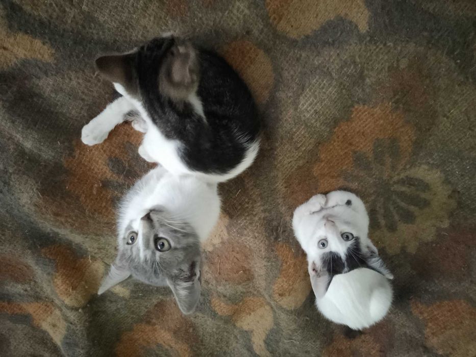 Подарявам котенца