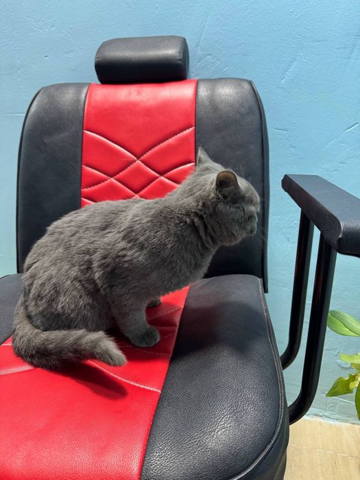 Скот пишак сотувда