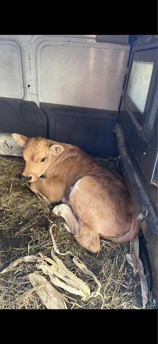 Vitei rasa de carne de vanzare sugari , semi-intarcati si intarcati
