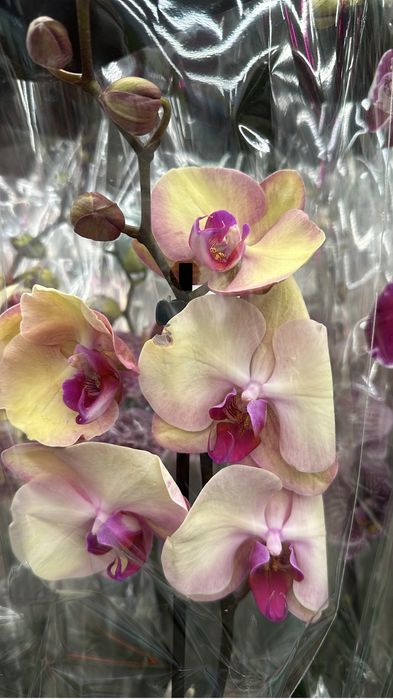 Орхидей оптом доставка по области