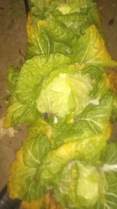 Chimchi karam bor nomi manako