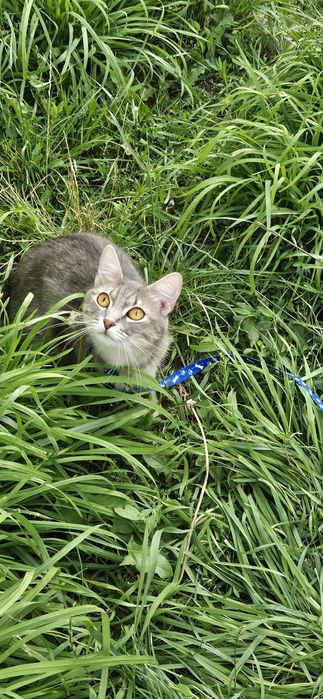 Отдам кошку в добрые руки