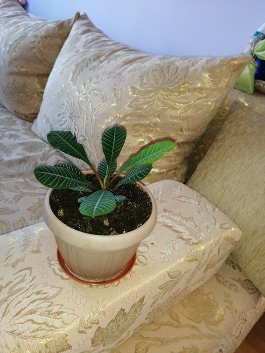 Продам комнатные цветы.