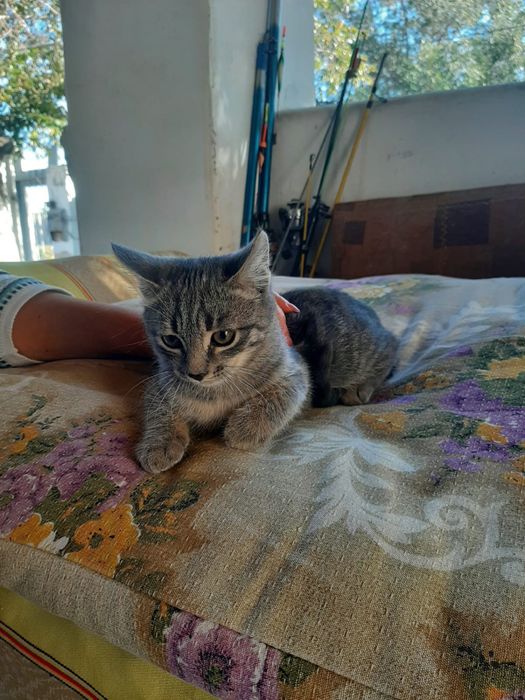 Отдам котят бесплатно