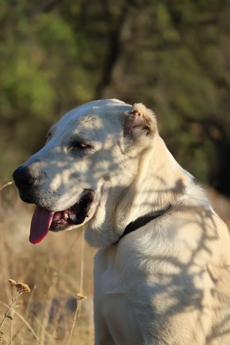 Девочка Алабая подрощенная