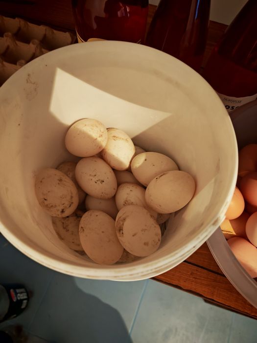 Oua rata Rouen 10 lei