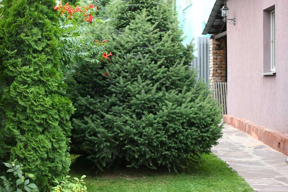 Елка в ландшафтном дизайне фото Елка в ландшафтном дизайне фото