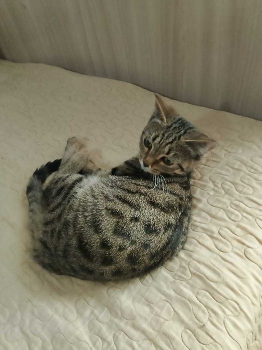 Отдам котенка девочка