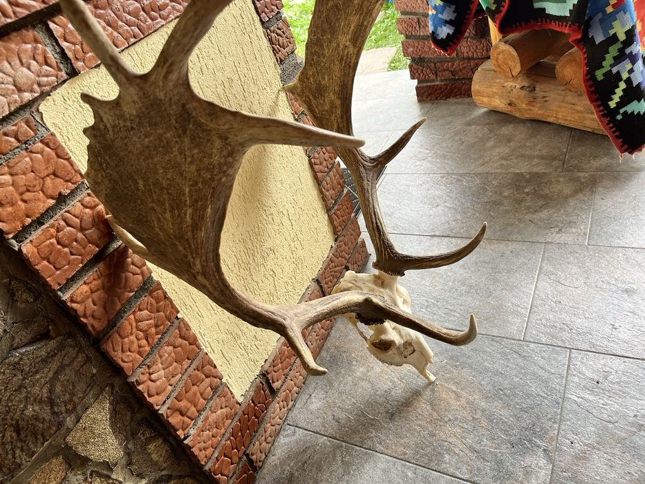 Trofeu coarne Cerb
