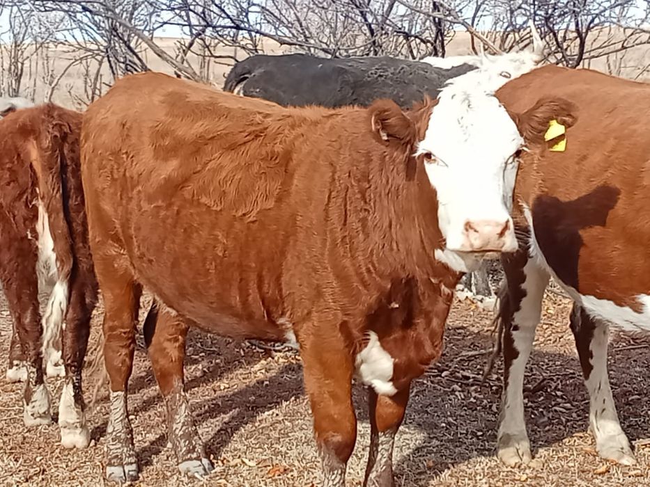 Джухи Чавланың порно фотосуреттері