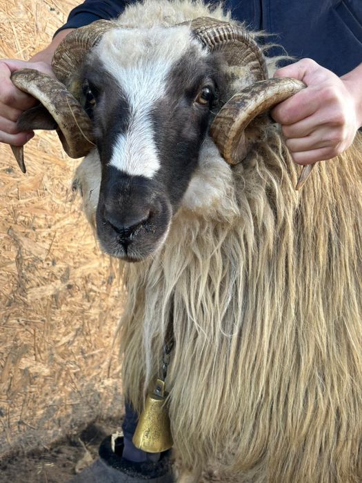 Vând berbec breaz, de 2 ani.