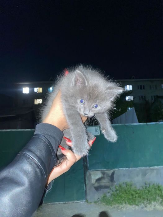 Отдам котёнка в добрые руки