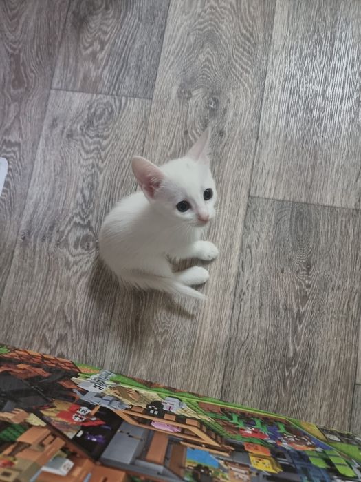 Котёнки в добрые руки