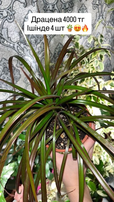 Аглаонема, драцена