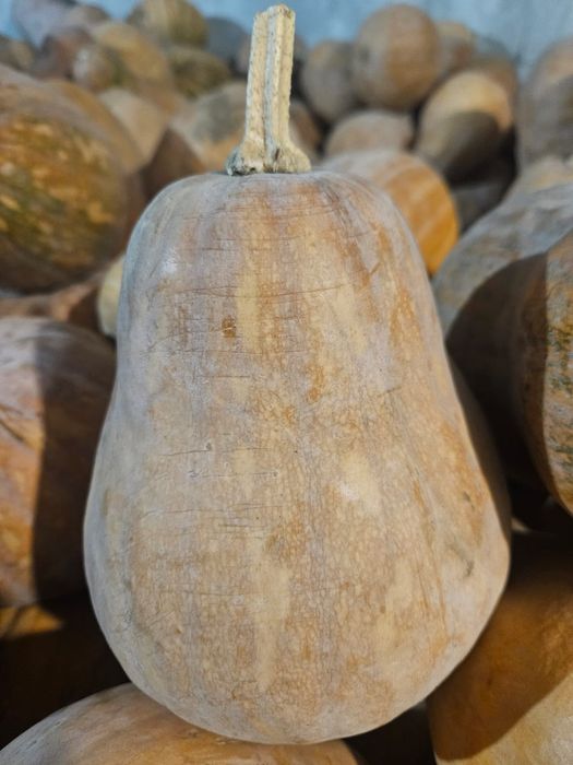 Тыква мантная вкусная